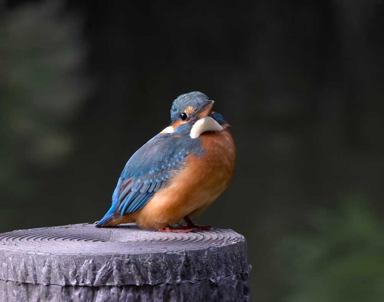 洗足池のカワセミ雌