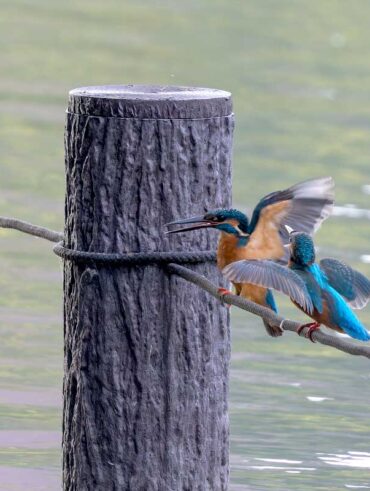 洗足池のカワセミ