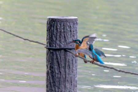 洗足池のカワセミ