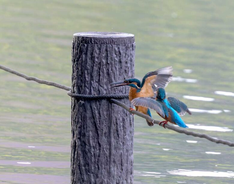 洗足池のカワセミ