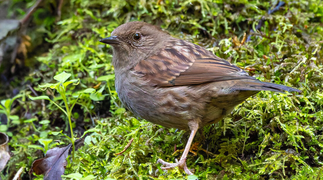 早戸川林道のカヤクグリ