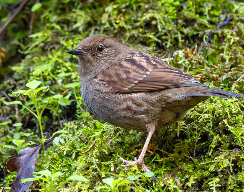 早戸川林道のカヤクグリ