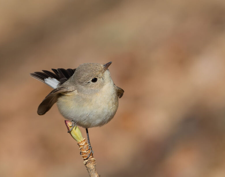 多摩川台公園のニシオジロビタキ