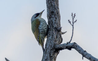 秋ヶ瀬公園のアオゲラ