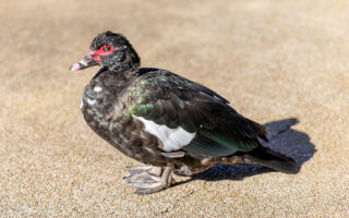 檜町公園のノバリケン