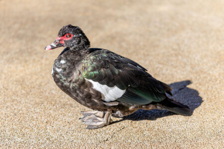 檜町公園のノバリケン