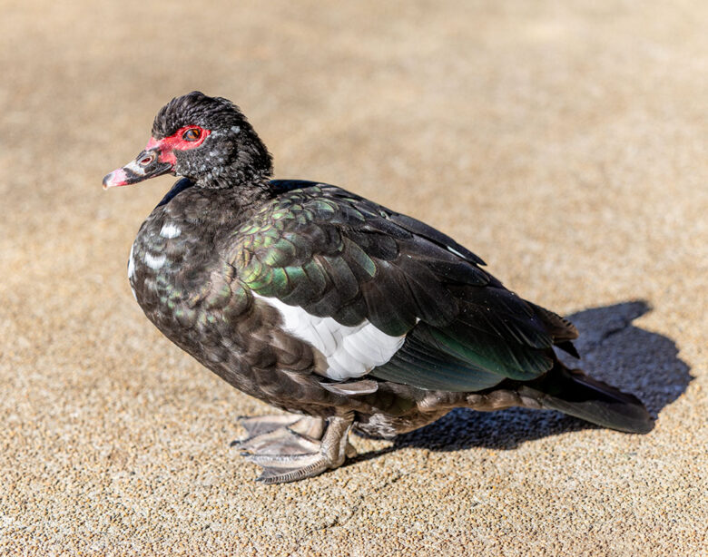 檜町公園のノバリケン