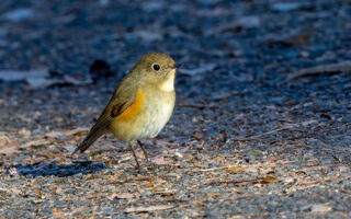 秋ヶ瀬公園のルリビタキ