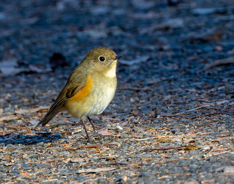 秋ヶ瀬公園のルリビタキ