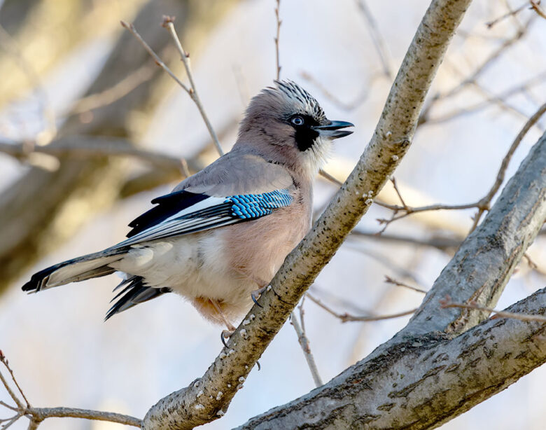 秋ヶ瀬公園のカケス