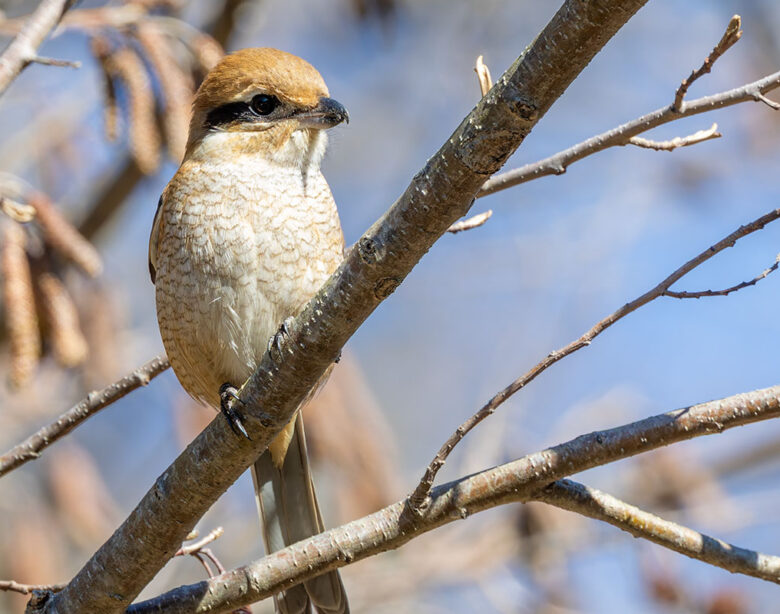 大町公園のモズ