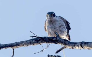 井の頭公園のオオタカ
