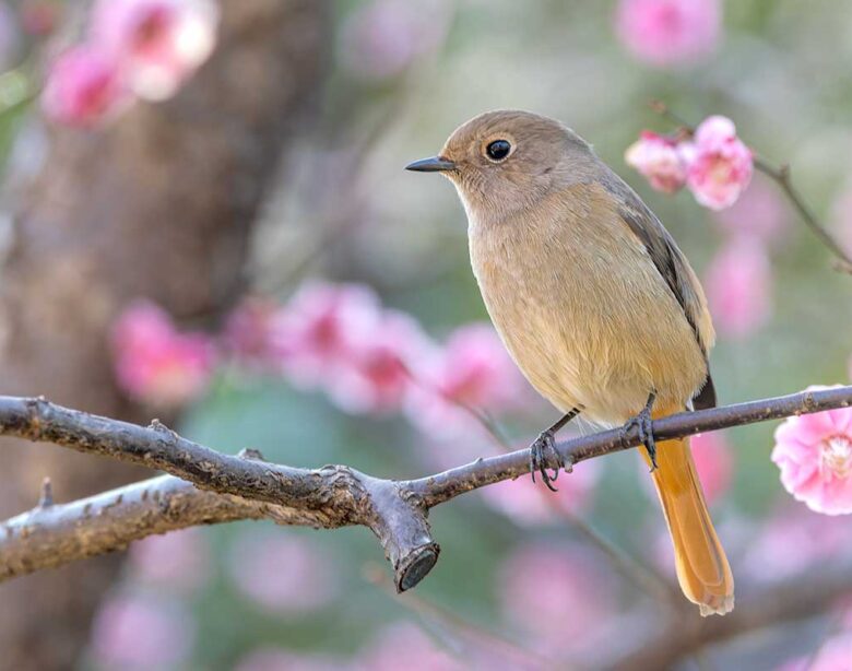 洗足池のジョウビタキ