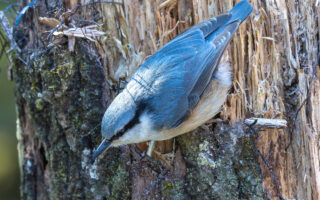 西湖野鳥の森公園のゴジュウカラ