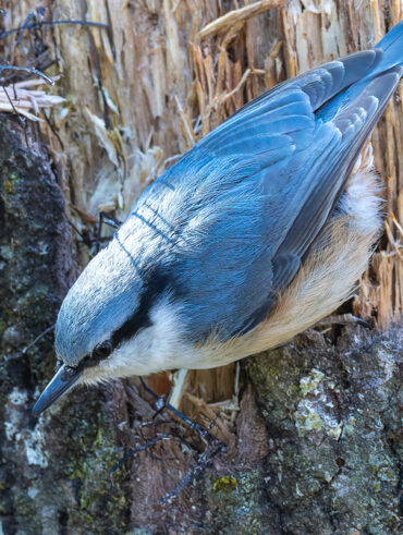 西湖野鳥の森公園のゴジュウカラ