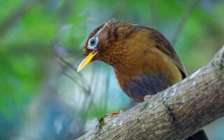 穴川林道のガビチョウ