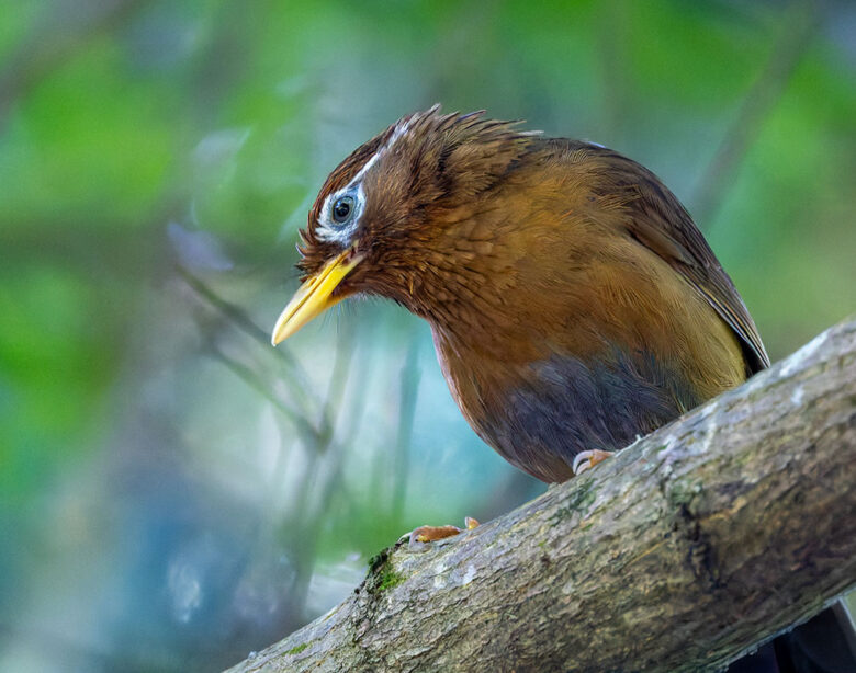 穴川林道のガビチョウ