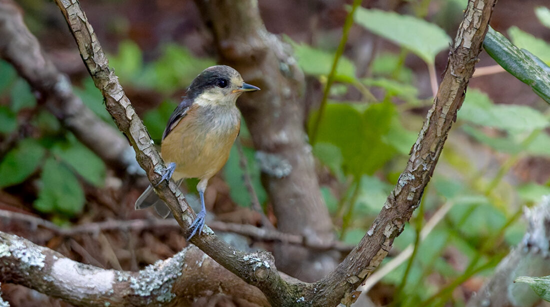 創造の森のヤマガラ幼鳥？