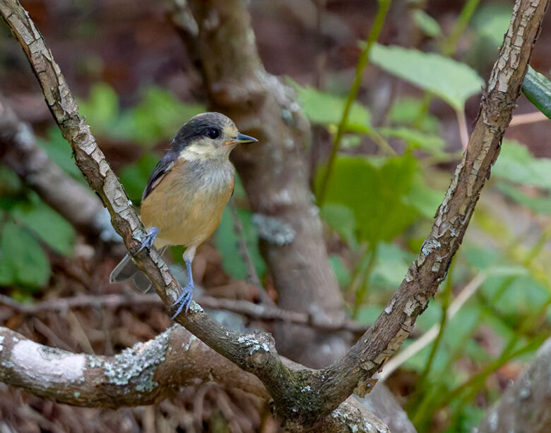 創造の森のヤマガラ幼鳥？