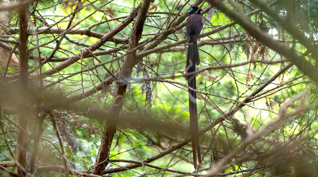 ネイチャーファクトリー東京町田のサンコウチョウ