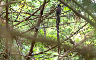 ネイチャーファクトリー東京町田のサンコウチョウ