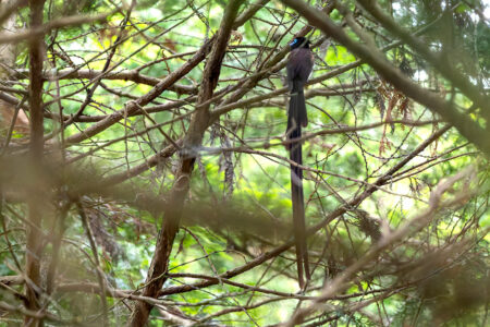 ネイチャーファクトリー東京町田のサンコウチョウ