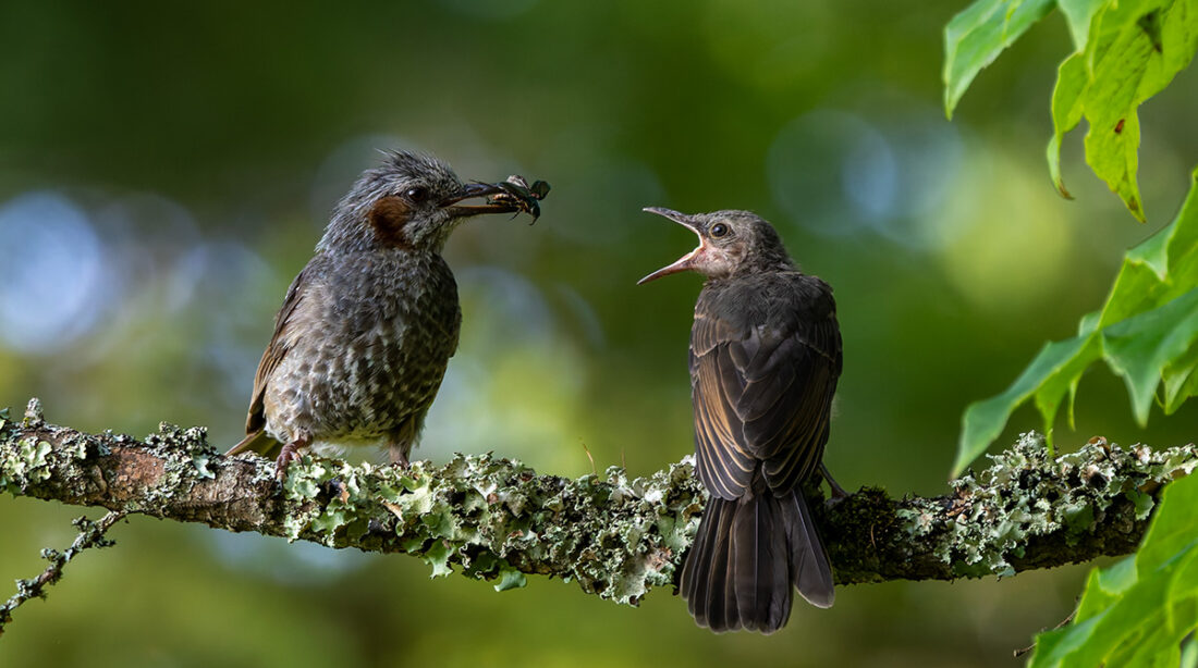 ヒヨドリの給餌