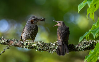 ヒヨドリの給餌
