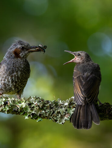 ヒヨドリの給餌