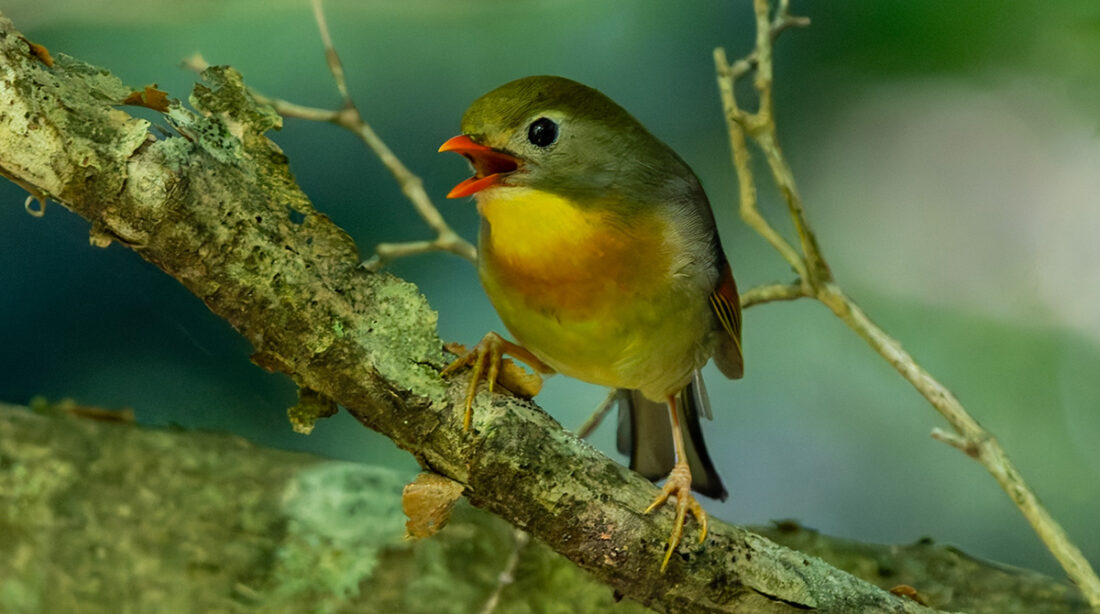 富士林道のソウシチョウ
