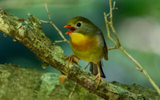 富士林道のソウシチョウ