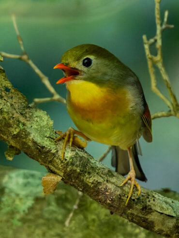富士林道のソウシチョウ