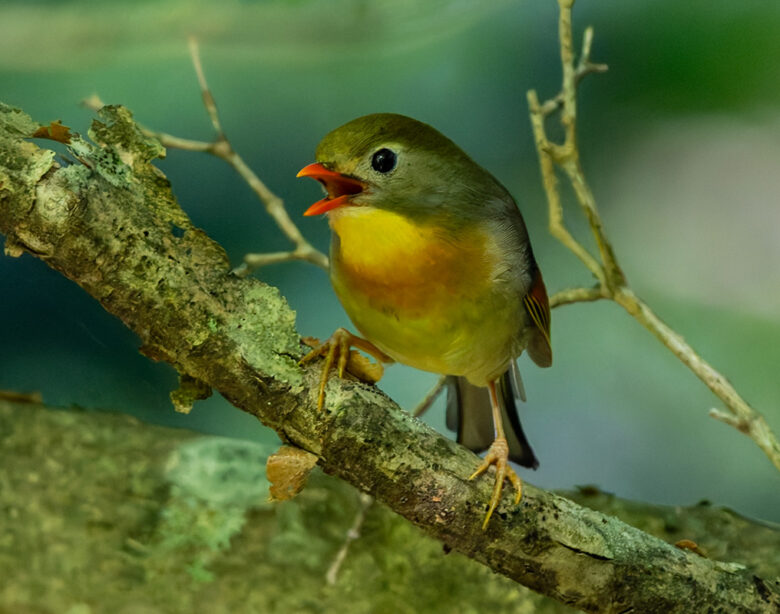 富士林道のソウシチョウ