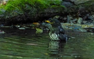 大洞のクロツグミ