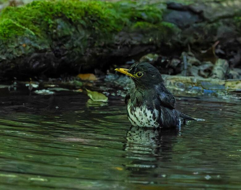 大洞のクロツグミ
