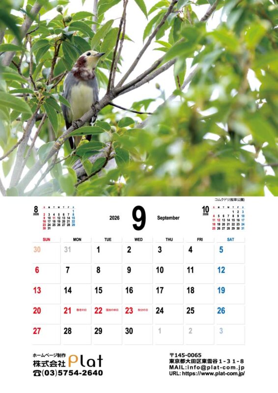 2026年9月のカレンダーは桜草公園のコムクドリ