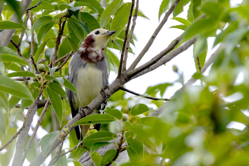 桜草公園のコムクドリ