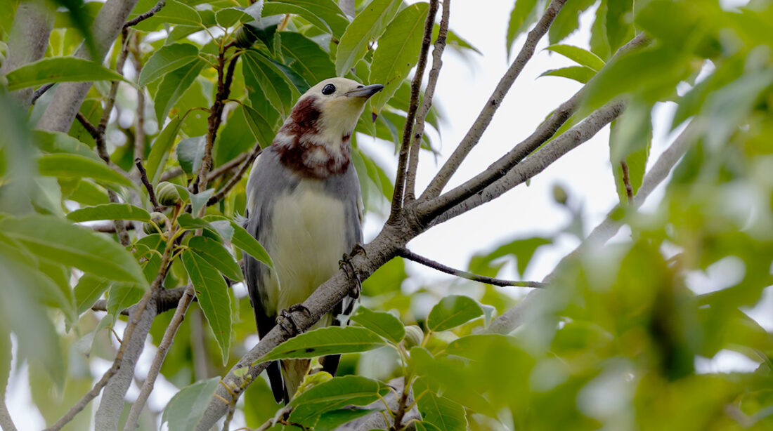 桜草公園のコムクドリ