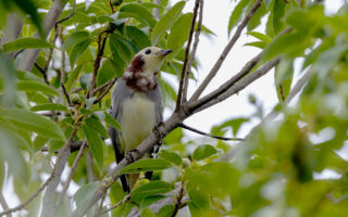 桜草公園のコムクドリ
