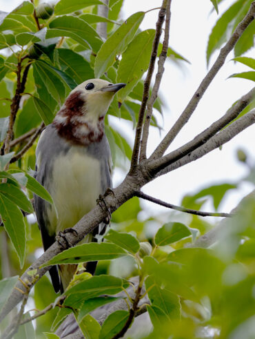 桜草公園のコムクドリ
