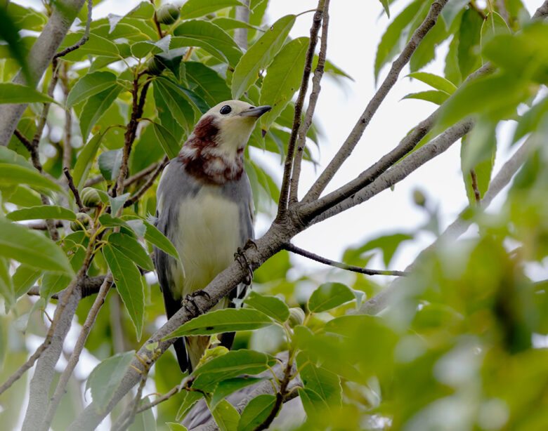 桜草公園のコムクドリ