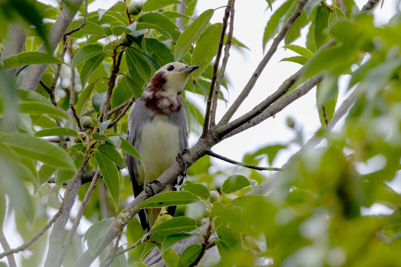 桜草公園のコムクドリ