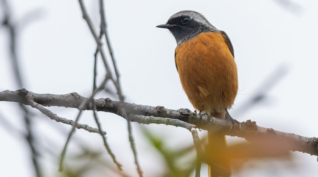洗足池のジョウビタキ