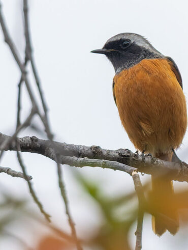 洗足池のジョウビタキ