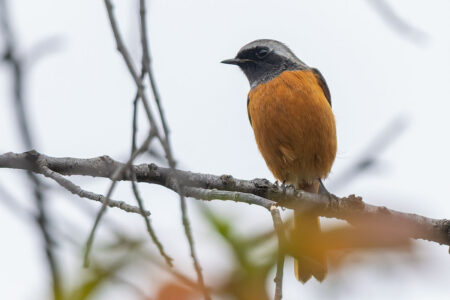 洗足池のジョウビタキ