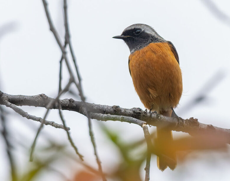 洗足池のジョウビタキ