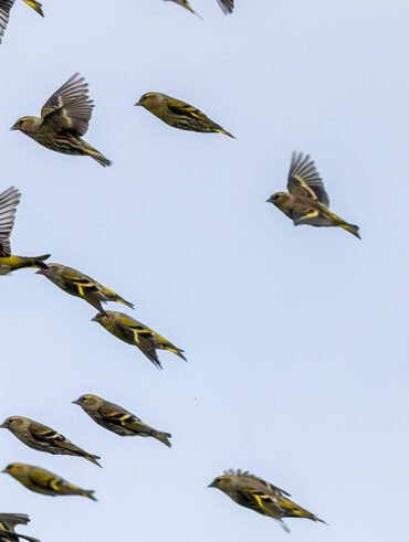 水元公園のマヒワ
