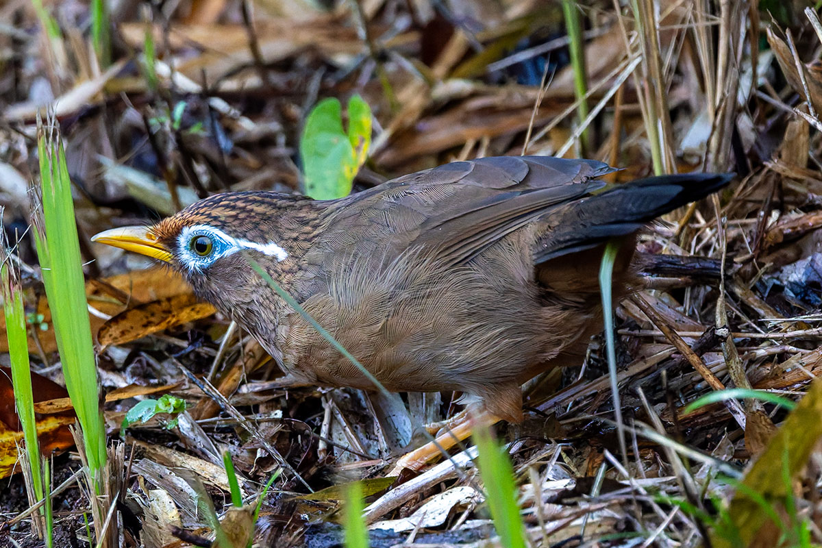 狭山湖のガビチョウ