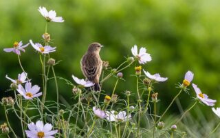 馬入ふれあい公園のノビタキ
