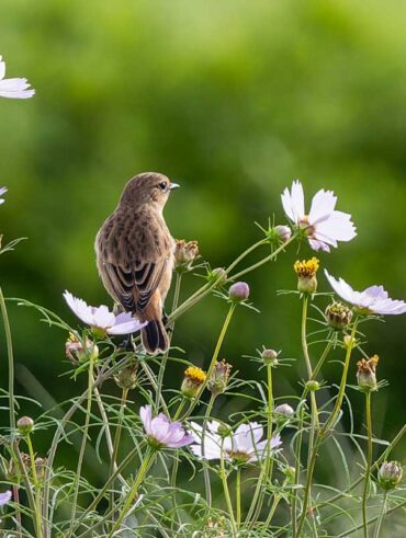 馬入ふれあい公園のノビタキ